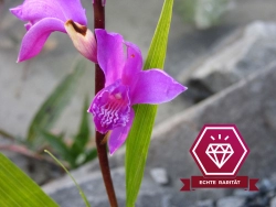 Bletilla striata - Supmforchidee